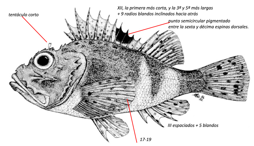 Scorpaena notata_01.jpg